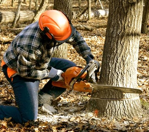 Tree Removal in Norwich, KS